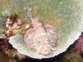   Tasseled Scorpionfish Scorpaenopsis oxycephala  